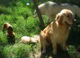 Chien visiteur,3 chiens dans l'herbe