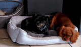 chien visiteur cavalier-king-charles dans un panier avec un autre chien