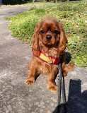 cavalier king charles assis