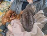 cavalier-king-charles dort avec un chat sur sa maitresse