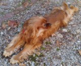 chien visiteur cavaler king charles couché sur le ventre en extérieur