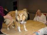 Shetland chien visiteur en visite à Villefranche