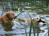 chiens qui se baignent