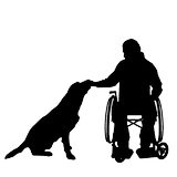 chien visiteur et handicapé en fauteuil