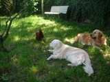 chiens et poule à l'ombre