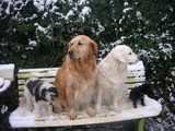 chiens sur un banc l'hivers