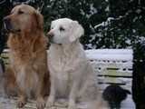 chiens sur un banc avec de la neige