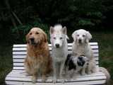 chiens sur un banc