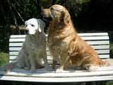 deux chiens sur un banc