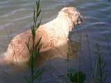 chien à la baignade