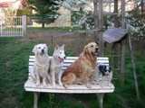 quatre chiens sur un banc