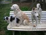 trois chiens sur un banc