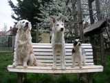 chiennes sur un banc