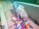 husky joue avec un tapis de fouille
