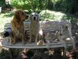 chien visiteur - la pause sur un banc