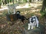 Les chiens visiteurs Hercule, Pomme et Plume
