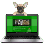 chien visiteur avec un ordinateur
