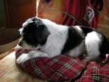 un chien visiteur, croisé yorkshire-bichon, sur un coussin rouge