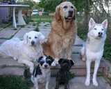 5 chiens visiteurs sur des escaliers d'une terrasse : 2 golden, 1 husky sibérien, 1 croisé yorkshire-bichon, et 1 croisé yorkshire-chihuahua 