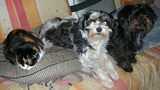 deux chiennes visiteuses croisé yorkshire-chihuahua et croisé yorkshire-bichon dorment sur un coussin avec une  chatte