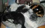deux chiens visiteurs croisé yorkshire-chihuahua et croisé yorkshire-bichon dorment sur un coussin avec un chat