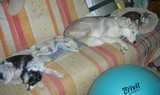 Deux chiens visiteurs, 1 croisé yorkshire-bichon et 1 Husky sibérien sur un canapé avec un chat
