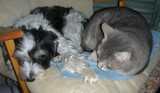 un chien visiteur, croisé yorkshire-bichon, dort sur une chaise avec un chat