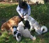 Françoise donne des friandises à 4 de ses chiens visiteurs
