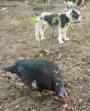 un chien visiteur, croisé yorkshire-bichon, avec un canard et un chat
