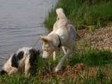 un chien visiteur, croisé yorkshire-bichon et un chien visiteur Husky sibérien en bord de Saône