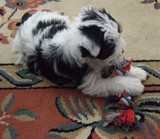 un chiot croisé yorkshire-bichon, futur chien visiteur, joue sur un tapis