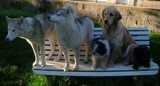 5 chiens visiteurs sur un banc exterieur : 2 husky sibérien, 1 croisé yorkshire-bichon, 1 golden et 1 croisé yorkshire-chihuahua 