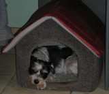 un chien visiteur, croisé yorkshire-bichon, dort dans une niche en tissu matelassé
