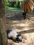 un chien visiteur, croisé yorkshire-bichon, couché en extérieur avec un chat et un hamac