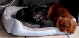 chienne croisée yorkshire-chihuahua et chienne cavalier king charles dans un panier en tissu