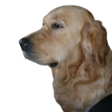 tête de chien golden retriever