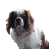 tête de chien visiteur de race cavalier king chares