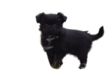 chien croisé d'une mère yorkshire de petit format et d'un père chihuahua noir à poil court.