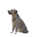 chien golden retriever assis