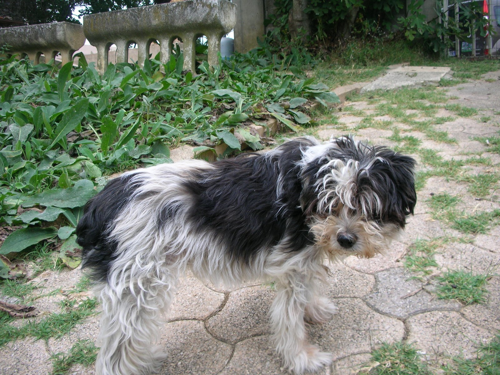 croisé yorkshirebichon 55