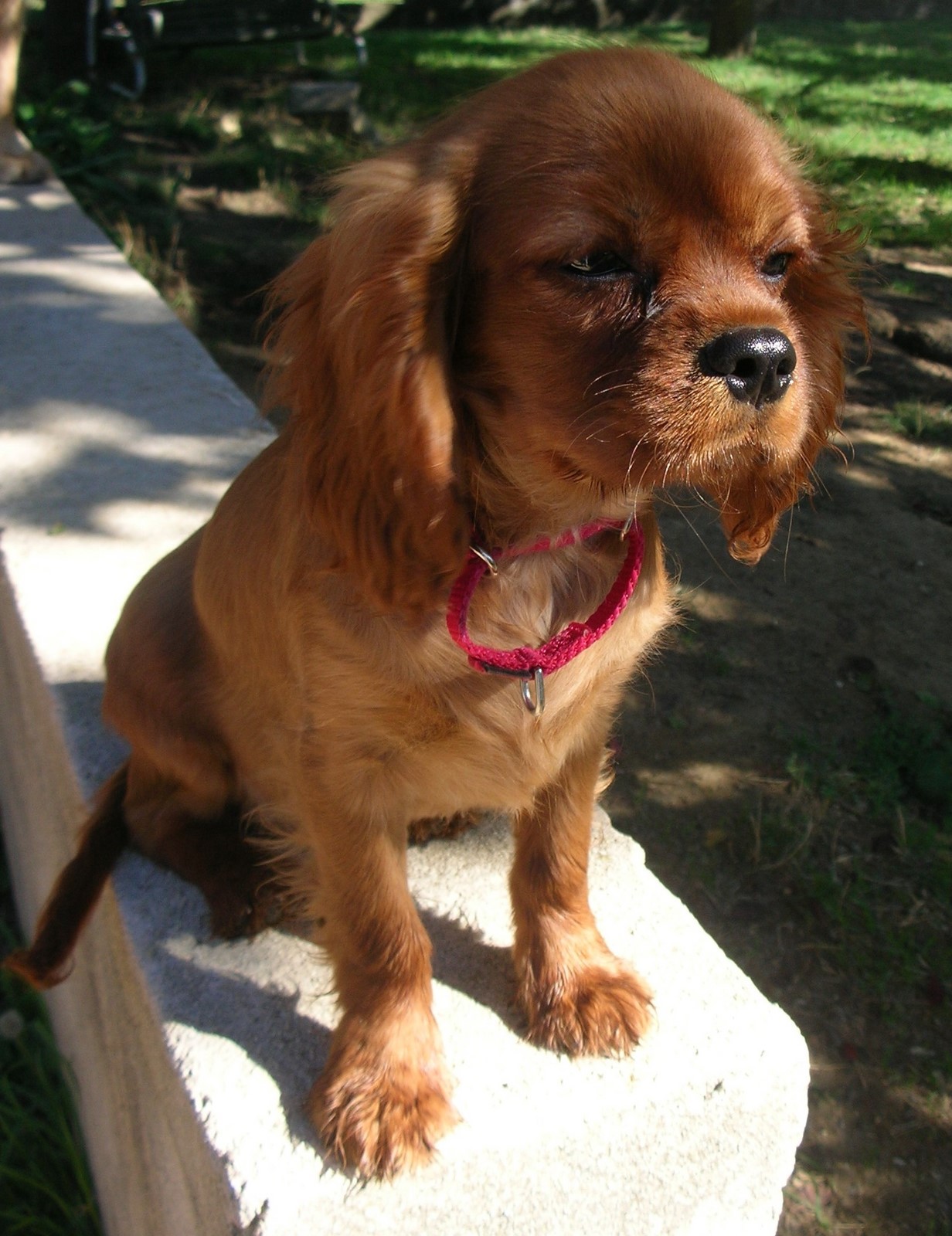 Cavalier King Charles Spaniel 14