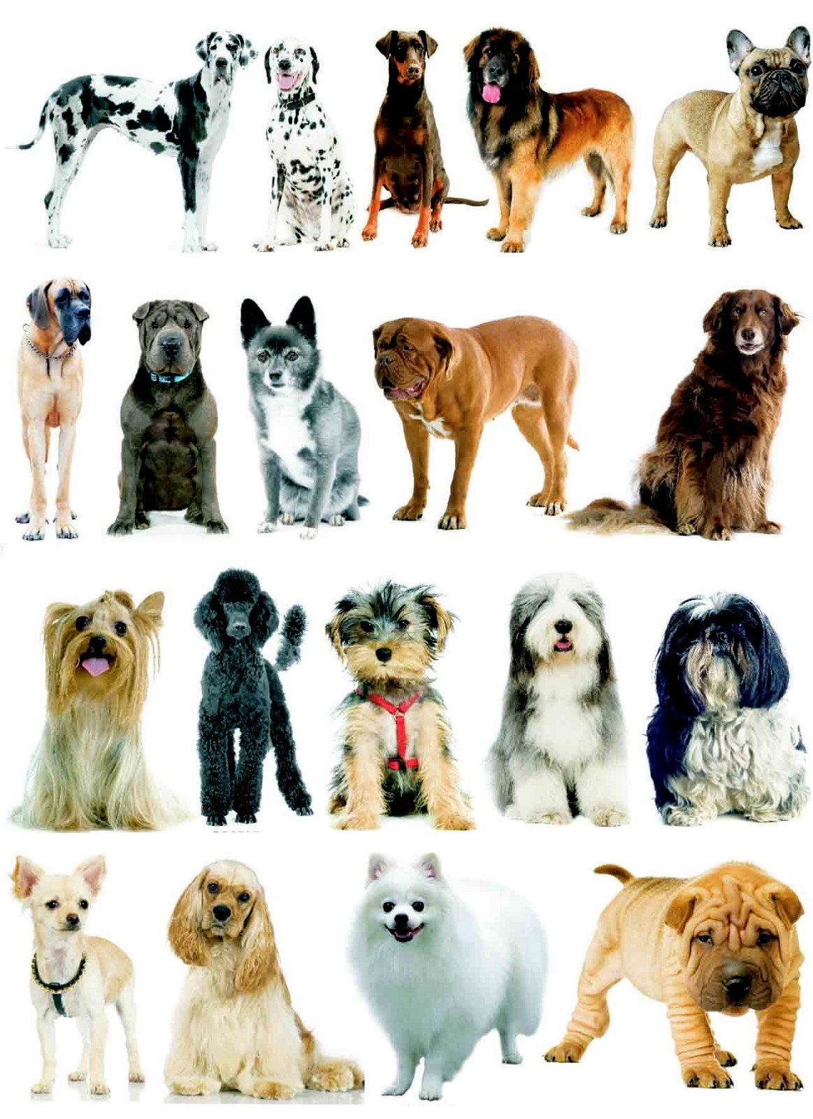 Difference Race De Chien At Thomas Lynn Blog Difference Race De Chien At Thomas Lynn Blog